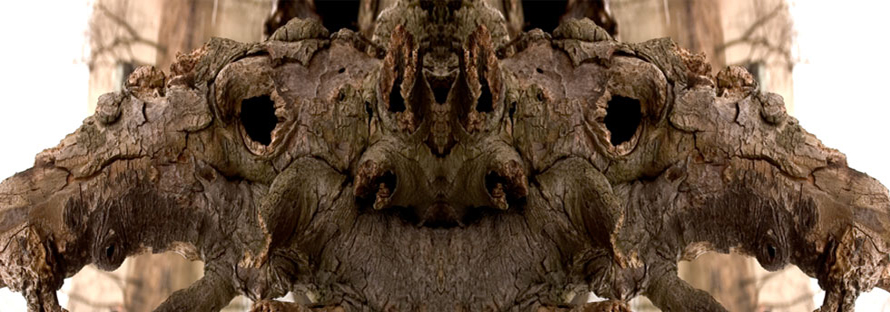 Can't See the Forest For the Trees